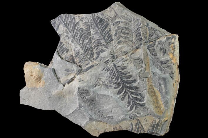Fossil Flora (Alethopteris & Lepidodendron) Plate - Kentucky #160247